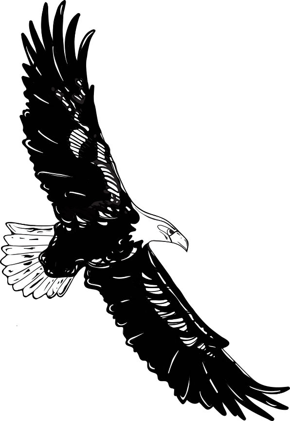 illustration eagle oakneagle